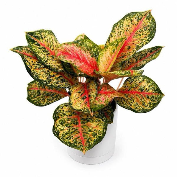 How to Care for Aglaonema 'Pink Eclipse'