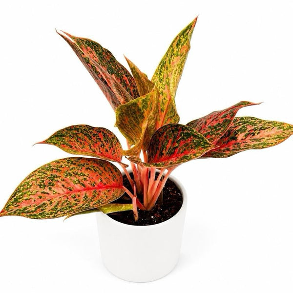 How to Care for Aglaonema 'Orange Sombat'