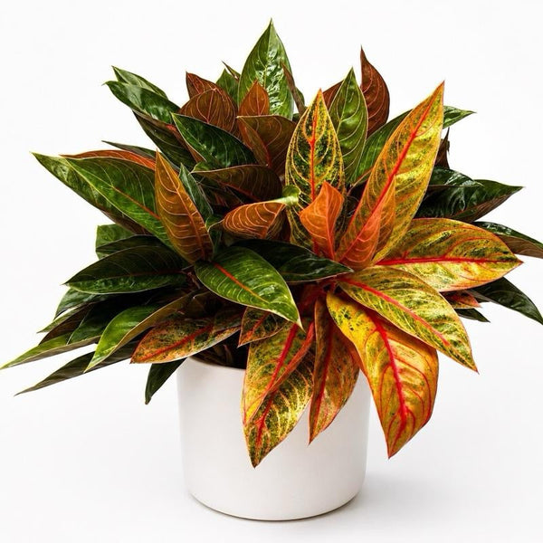 How to Care for Aglaonema 'Rose Majesty'