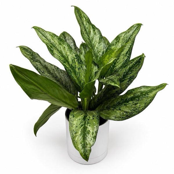 How to Care for Aglaonema 'Painted Lady'