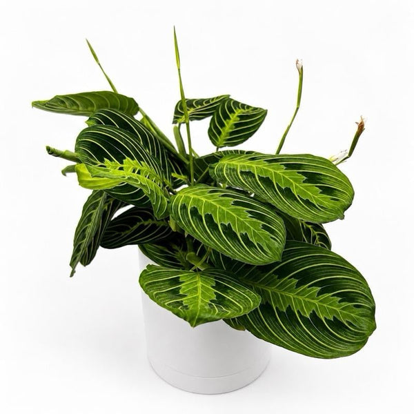 How to Care for Maranta Green