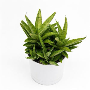 How to Care for Sansevieria 'Tough Lady'