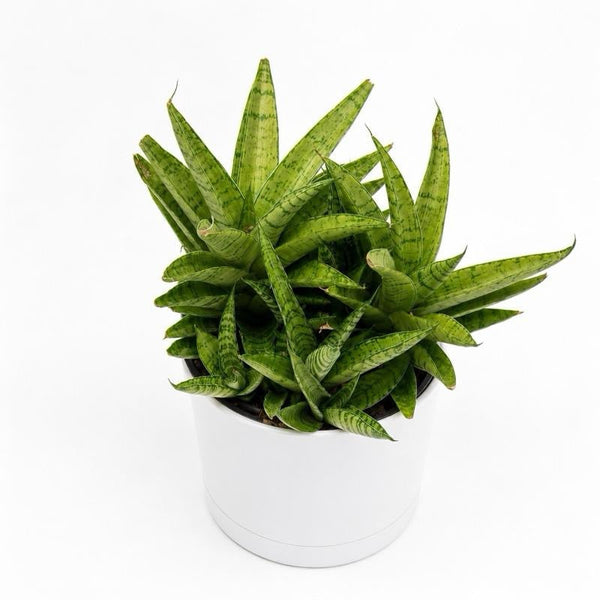 How to Care for Sansevieria 'Tough Lady'