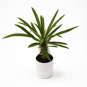 How to Care for Madagascar Palm
