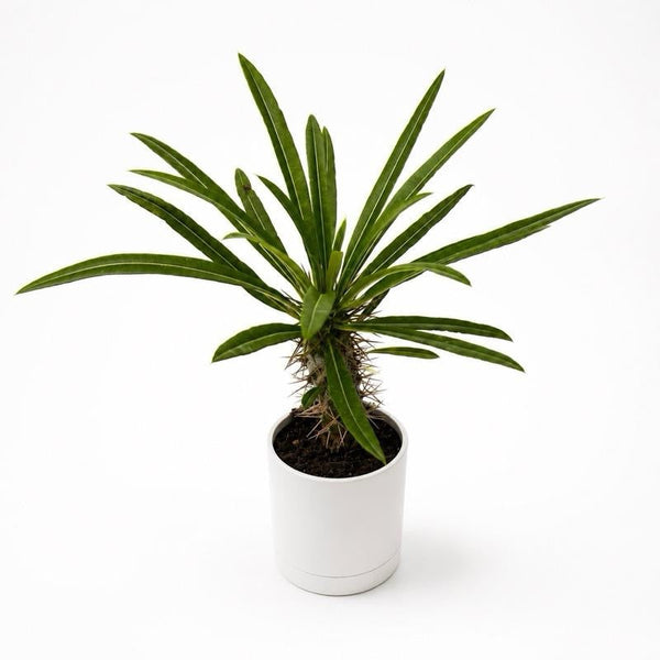 How to Care for Madagascar Palm