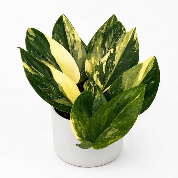 How to Care for Variegated Monstera 'Cobra'
