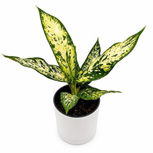 How to Care for Dieffenbachia 'Star Bright'