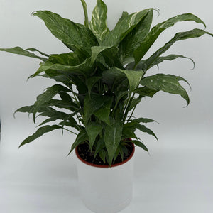 How to Care for Variegated Peace Lily Domino