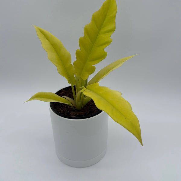 How to Care for Philodendron Golden Cocodrile