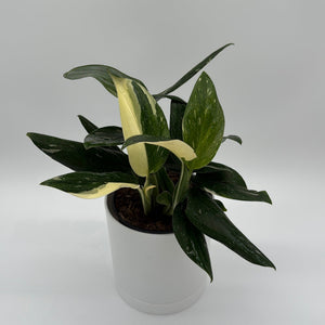 How to Care for Variegated Monstera Cobra Albo