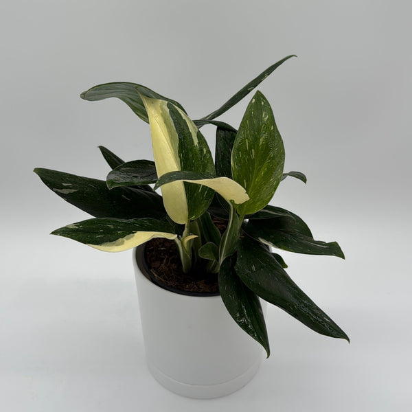 How to Care for Variegated Monstera Cobra Albo