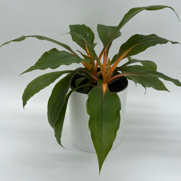 How to Care for Chlorophytum Mandarin (Fire Flash Spider Plant)