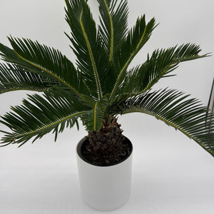 How to Care for Sago Palm