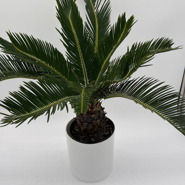 How to Care for Sago Palm