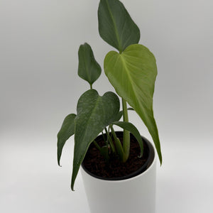 How to Care for Monstera Burle Marx Flame