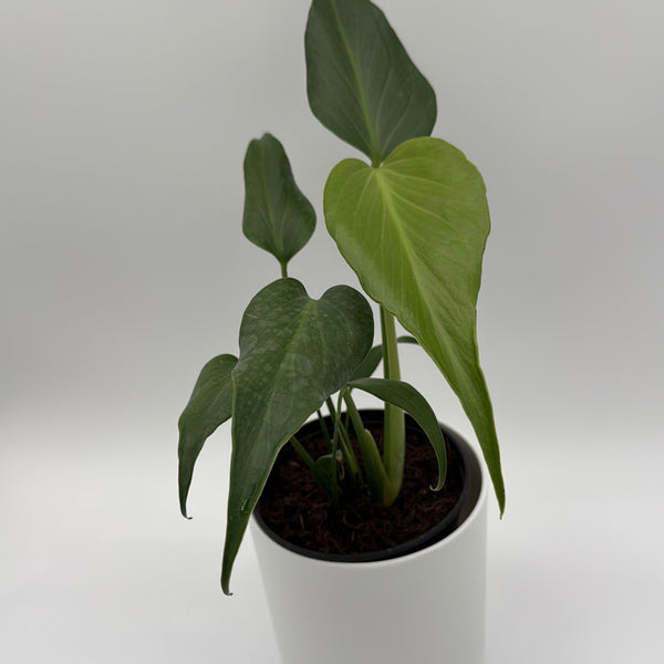 How to Care for Monstera Burle Marx Flame