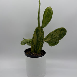 How to Care for Variegated Opuntia Prickly Pear Cactus