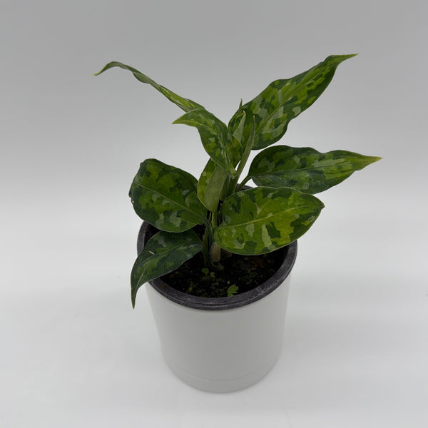 How to Care for Tricolor Aglaonema Pictum