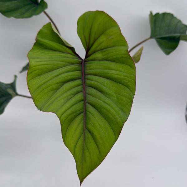 How to Care for Adelonema Red Velvet