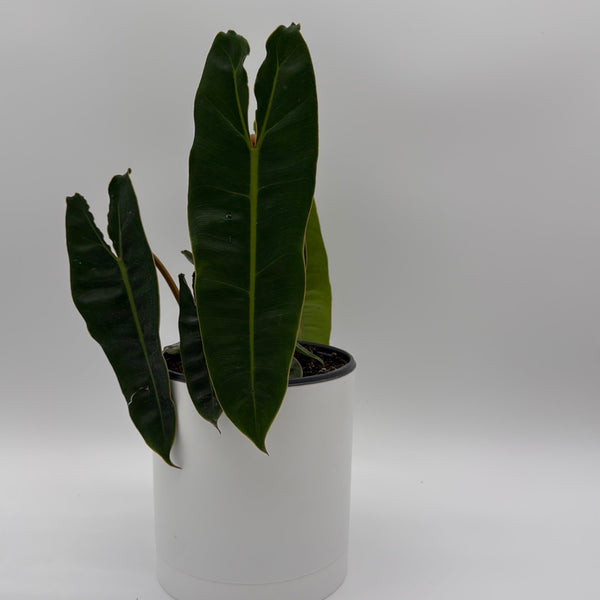 How to Care for Philodendron Billietiae