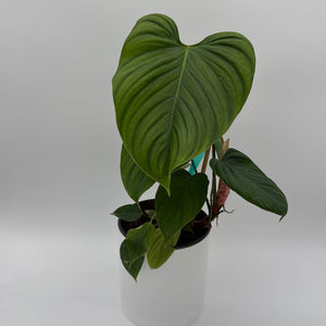 How to Care for Philodendron Fuzzy Petiole
