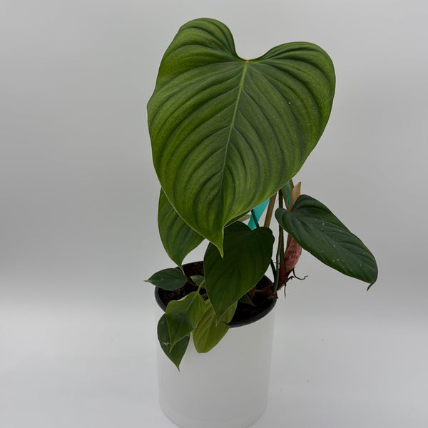 How to Care for Philodendron Fuzzy Petiole