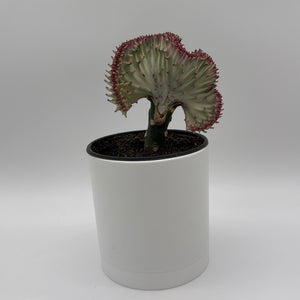 How to Care for Mermaid Tail Cactus