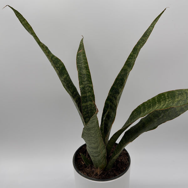How to Care for Sansevieria Jaboa
