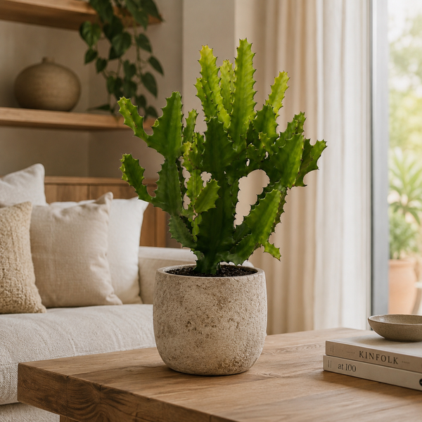 How to Care for Euphorbia Candelabrum