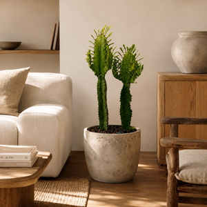 How to Care for Euphorbia Ammak