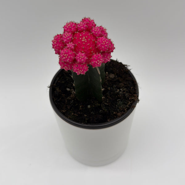 How to Care for Grafted Cactus Gymnocalycium Mihanovichii (Moon Cactus)