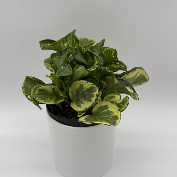 How to Care for Peperomia Obtusifolia Golden Gate