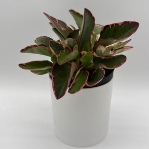 How to Care for Variegated Peperomia Clusiifolia Ginny