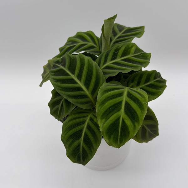 How to Care for Calathea Zebrina (Zebra Plant)