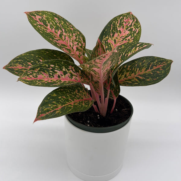 How to Care for Aglaonema Chanel