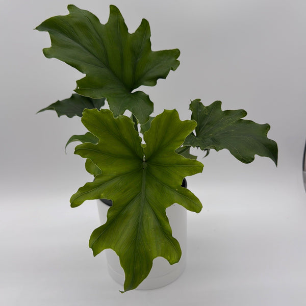 How to Care for Philodendron Lickety Split