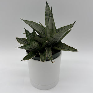 How to Care for Sansevieria Pagoda Lion Heart