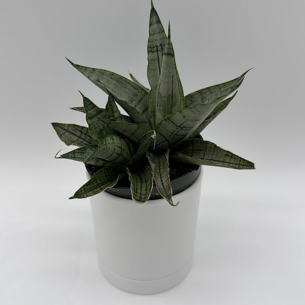 How to Care for Sansevieria Pagoda Lion Heart