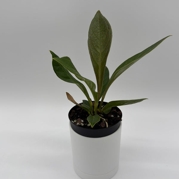 How to Care for Anthurium Cobra