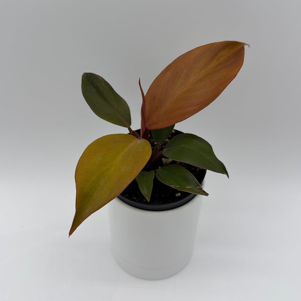 How to Care for Philodendron Red Sun