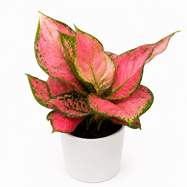 How to Care for Aglaonema 'Pink Majestic'