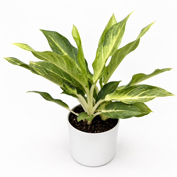How to Care for Aglaonema 'Frosted Ghost'