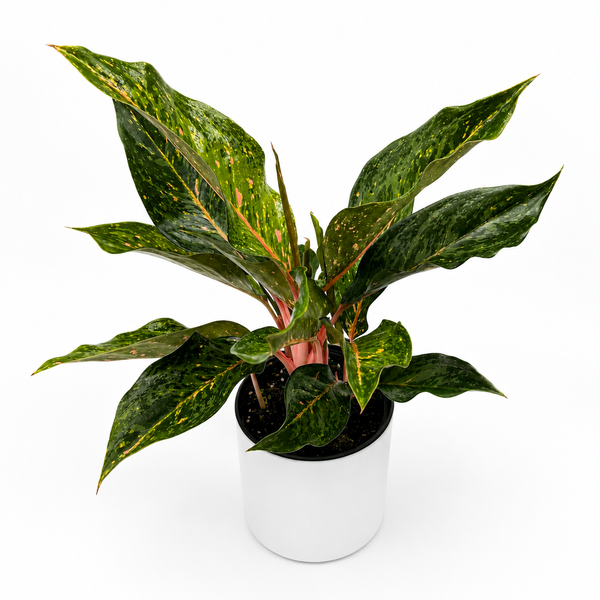 How to Care for Aglaonema 'Pepper Bells'