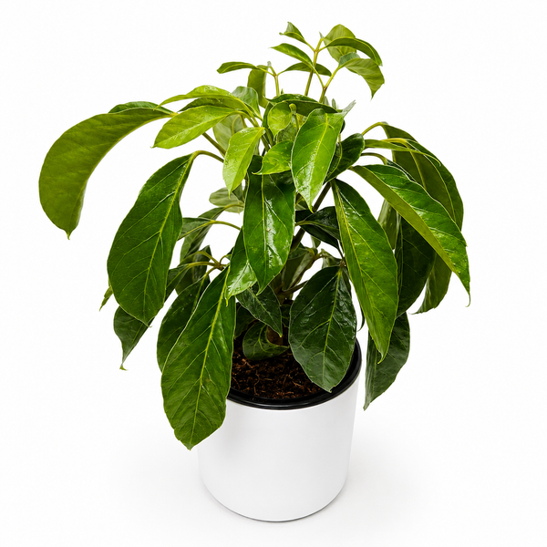 How to Care for Schefflera Actinophylla 'Alpine'