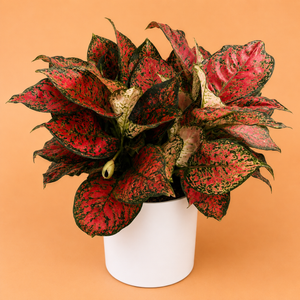 How to Care for XL Aglaonema 'Red Heart'