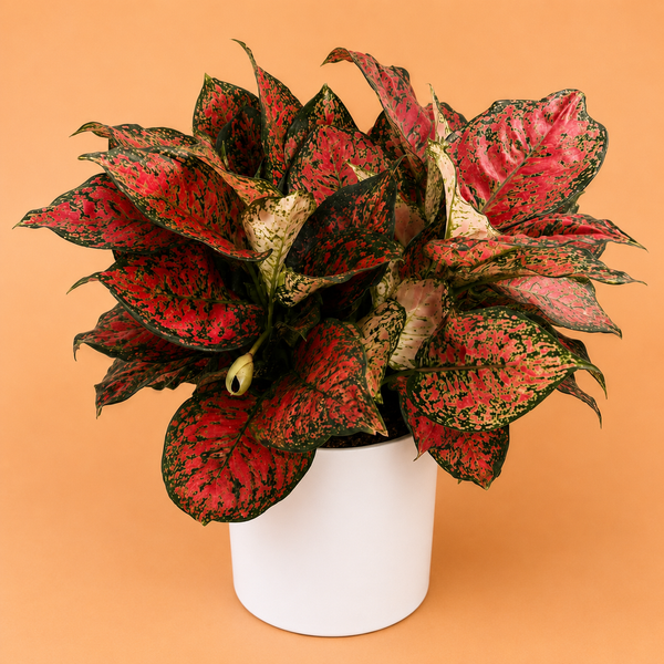 How to Care for XL Aglaonema 'Red Heart'