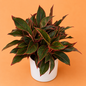 How to Care for XL Aglaonema 'Siam Red'
