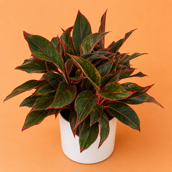 How to Care for XL Aglaonema 'Siam Red'