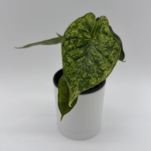 How to Care for Variegated Alocasia Baginda Dragon Scale Mint