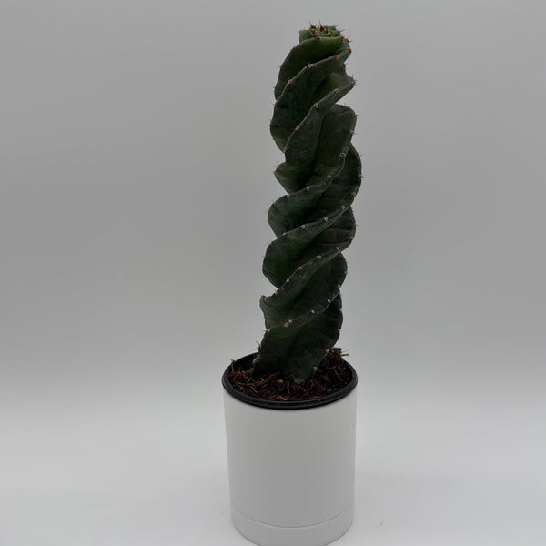 How to Care for Spiralis Spiral Cactus
